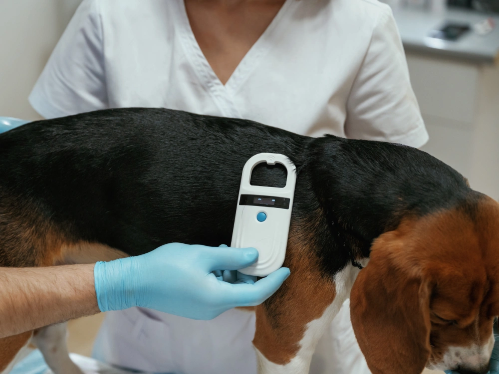 microchips en mascotas