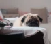 ansiedad en perros
