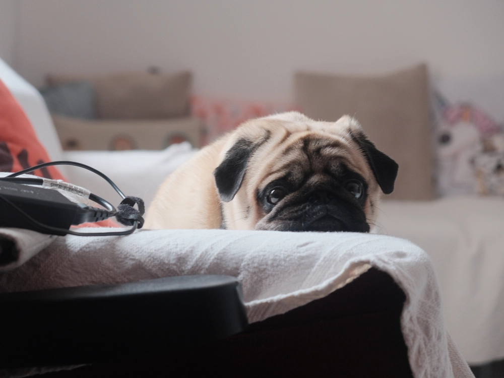 ansiedad en perros